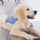 좋아서하는 동물병원 이미지