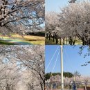 용암천2 | 서울 근교 남양주 벚꽃명소 용암천 (이번주까지 벚꽃 가능) 별내 카페거리 데이트 코스