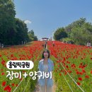 잠실 올림픽공원 장미광장 들꽃마루 양귀비 무. 조. 건 가세요