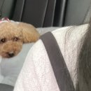 낭만왈왈이 네이버블로그
