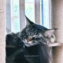 쿤이네집 이미지