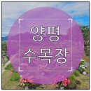 양평군치매안심센터 | 양평 수목장 접근성과 시설 환경 현장 방문 후기