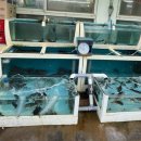 감포은정복어횟집 | (감포) 감포항 포구실비 어머니의손맛 은정횟집 복어회코스요리 추천 블루리본맛집 제2의 고향같은 내감포