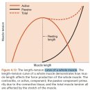 Biomechanics of Skeletal Muscle - 거의 알지만 언젠가 꼭 full text 번역해야 이미지