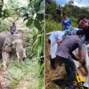 무더위 속 일 시켜…나무 나르던 태국 코끼리, 조련사 살해 이미지