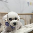 솜사탕 애견미용실 이미지