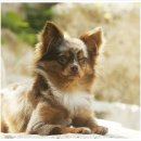 티나리안 이미지