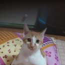 머리하는 날 이미지