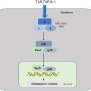 Re: 염증반응과 기관에서 염증관련 질환들 2017 리뷰논문!! 이미지