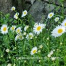 밥 한술 이미지