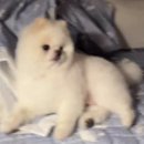 이마트24루원리더스점 | 쫑강구다사이‎=^._.^= ∫