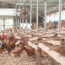 평택농장 이미지