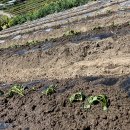 고매루