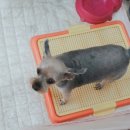 모모미용