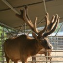 동인사슴농원 이미지