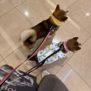 펫 아지트 | (내돈내산) 커들리데이x시바나라 아지트 한정판 공구 후기