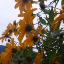 자연산 뚱단지(돼지감자)꽃의효능과 꽃차 만드는법 이미지