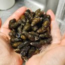 성진 | 다슬기 손질법 삶는 법 성진푸드 생다슬기 후기