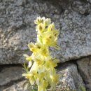 안양초등학교2 이미지