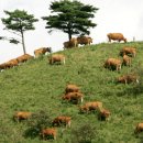 철수목장 이미지