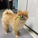 토토펫살롱 이미지