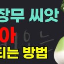 김장무 파종시기 / 과일무 모종 심기와 무우 씨앗 뿌리기 방법 / 무 키우기 방법과 심는 깊이 간격 이미지