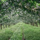 나산농장 이미지