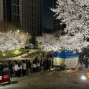 천안농협원성동지점 | 천안 원성천 벚꽃 4.2 실시간 만개 원성천주차 꿀팁 총정리