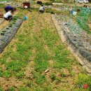 뽑기농장 이미지