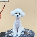 그루미재이 이미지