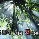카페트리커피나무 이미지