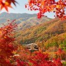 24년 9월 일상 -4 ( 🍁 10월 단풍명소 화담숲 예약)
