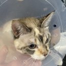 멍이올래 이미지