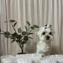 안지아로 수제간식 이미지