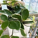 고수탕수 이미지