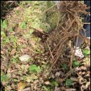 우슬농장 | 자연산 우슬초 효능 및 우슬차 먹는법