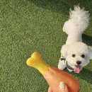 프롬퍼피 이미지