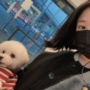 라온동물병원 | 마포구 성산동 꼼꼼히 진료해주는 라온 동물병원 - 8년째 내돈내산 노견 강아지 검진, 스케일링 후기