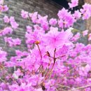 마켓진달래 | 부천 진달래 축제 방문후기 일정, 산책로, 개화 상태, 주차, 꿀팁까지