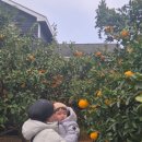 숨도 귤림성 | [4살 아이랑 제주여행] 제주 포토 스팟은 여기!숨도,귤림성 다녀온 후기(입장료,위치,주차)