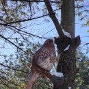 정자나루 이미지