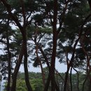 송호관광지 이미지