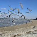 바다 칼국수 이미지