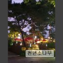 903정육점 | [경기 하남 맛집 추천] 천년소나무 하남 천년소나무, 고기 질이 좋아요