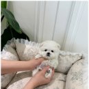 퍼피룸 네이버블로그