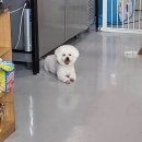 마이핫독 이미지