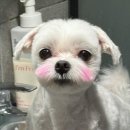 반려견토탈케어서비스 휴안 | 대전 도안동애견미용 모모랑 방문 마이크리머 케어와 레나독 공식매장