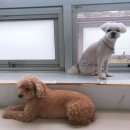 애견천사들 이미지