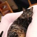 착한 고양이 이미지