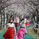 상주스토리, 상주북천 벚꽃축제 두 번째 이야기 이미지